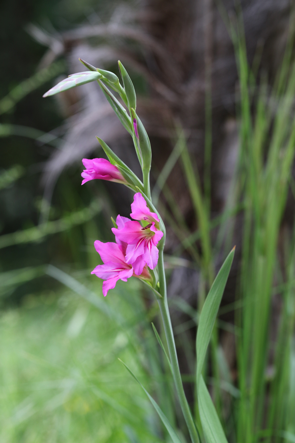 Gladiolo aiuto determinazione